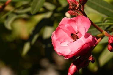 close up of beautiful  flower growing in the garden 