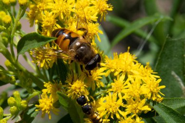 Sarı çiçeklerin üzerindeki arıya yakın çekim