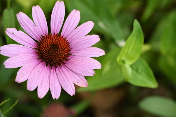 庭で成長する柔らかいピンクの花 — ストック写真