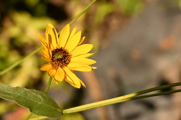 Κοντινό Πλάνο Όμορφων Κίτρινων Λουλουδιών Που Αναπτύσσονται Εξωτερικούς Χώρους — Φωτογραφία Αρχείου