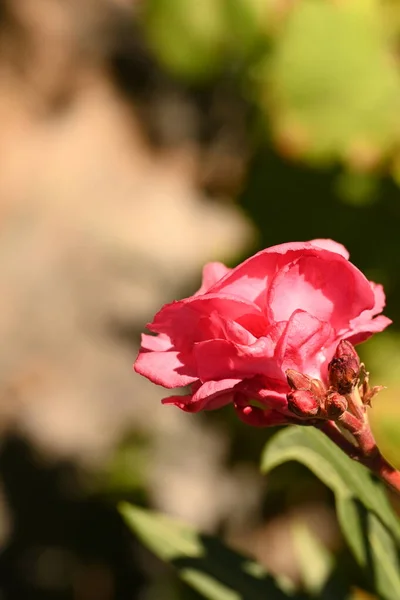 Tiernas Flores Rosas Que Crecen Jardín —  Fotos de Stock