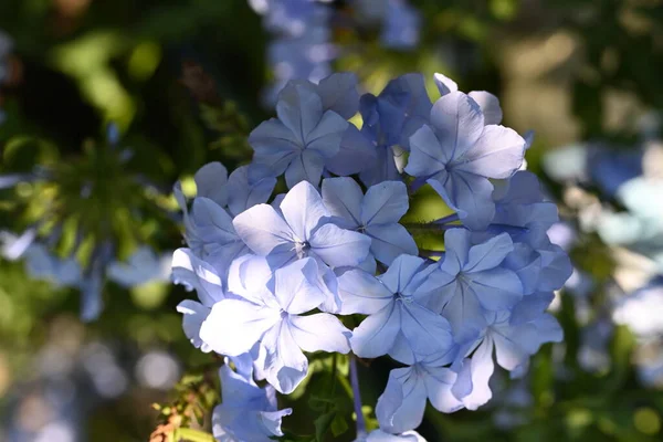 Közel Gyönyörű Kék Virágok Nőnek Szabadban — Stock Fotó