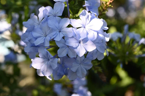 Close Beautiful Blue Flowers Growing Outdoors — Stock Photo, Image