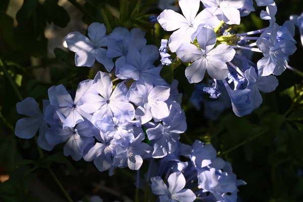 Close Beautiful Blue Flowers Growing Outdoors — Stock Photo, Image