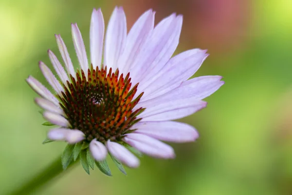 Közel Gyönyörű Virág Kertben — Stock Fotó