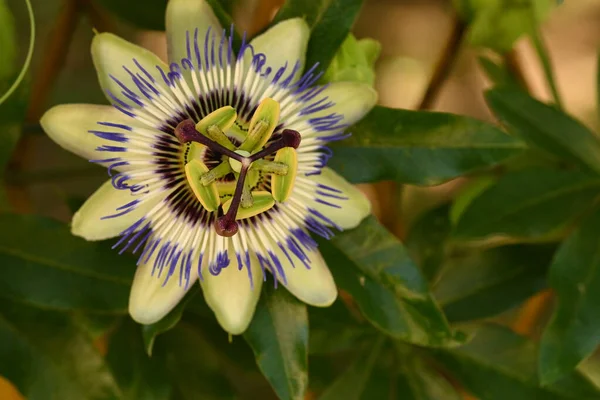 Όμορφο Λουλούδι Passiflora Στον Κήπο — Φωτογραφία Αρχείου
