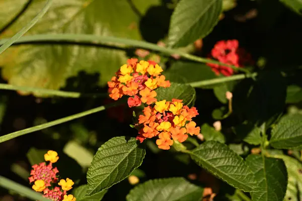 정원에 아름다운 과노란 — 스톡 사진