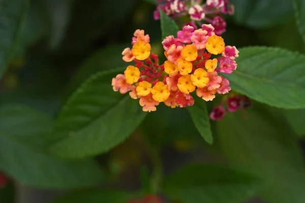 Belas Flores Rosa Amarelo Jardim — Fotografia de Stock