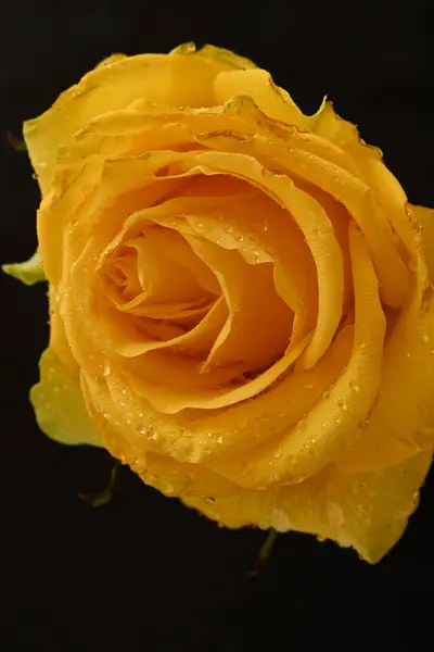 暗い背景に美しい黄色いバラ — ストック写真