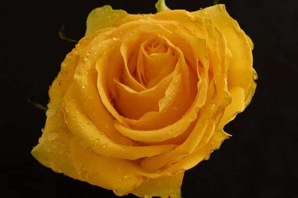 美丽的黄玫瑰 在深色背景上 — 图库照片