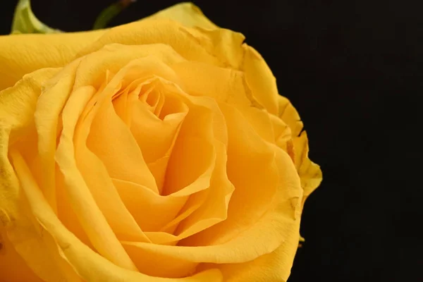 Schöne Gelbe Rose Auf Dunklem Hintergrund — Stockfoto