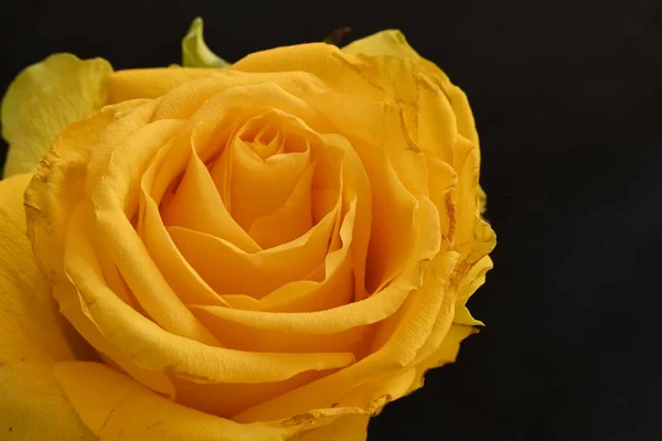 暗い背景に美しい黄色いバラ — ストック写真