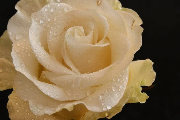 黑色背景的美丽的白玫瑰 — 图库照片