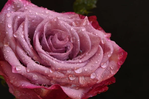 Hermosa Rosa Sobre Fondo Oscuro — Foto de Stock