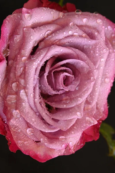 Розовая Роза Темном Фоне — стоковое фото