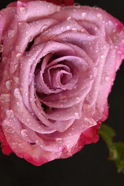 Beautiful Pink Rose Dark Background — Stock Photo, Image