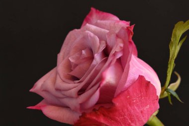 koyu arka plan üzerinde güzel pembe Gül