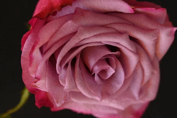Piękna Róża Różowy Ciemnym Tle — Zdjęcie stockowe