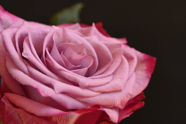Beautiful pink rose on dark background