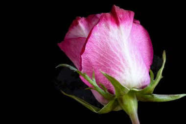 Siyah arkaplanda pembe gül çiçeği.