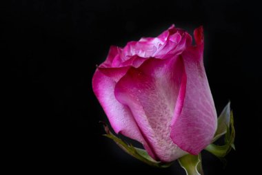 Siyah arkaplanda pembe gül çiçeği.