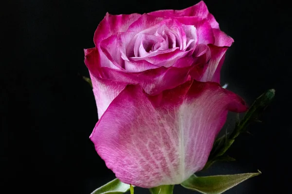 Siyah Arkaplanda Pembe Gül Çiçeği — Stok fotoğraf