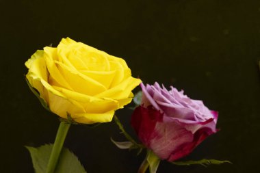 Siyah arkaplanda iki gülden oluşan güzel bir buket