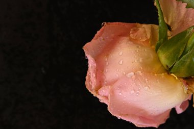 Siyah arkaplanda pembe gül çiçeği.