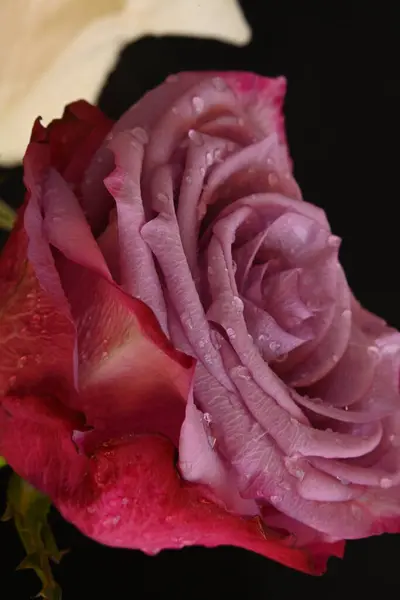 Pink Rose Flower Black Background — Stock Photo, Image