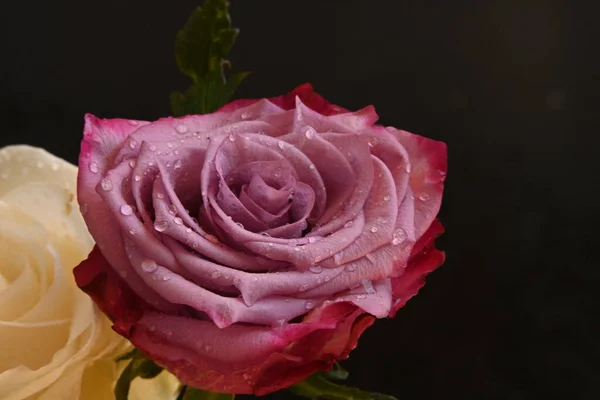 Beau Bouquet Deux Roses Sur Fond Noir — Photo
