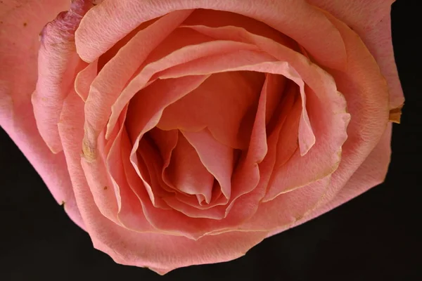 Rosa Rosa Flor Fundo Preto — Fotografia de Stock