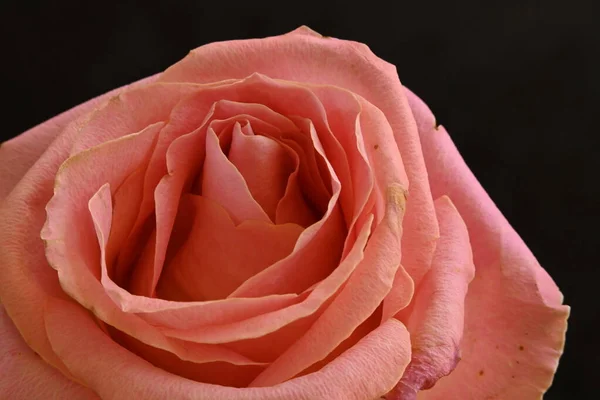 Rose Rose Fleur Sur Fond Noir — Photo