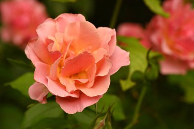 Bahçedeki güzel gül çiçeği