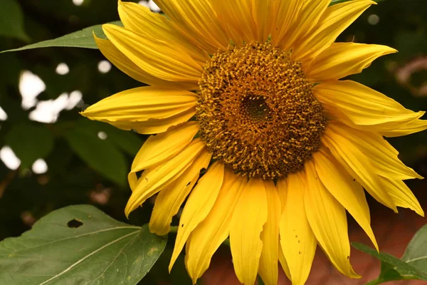 Close View Beautiful Blooming Sunflower Garden — Stok Foto