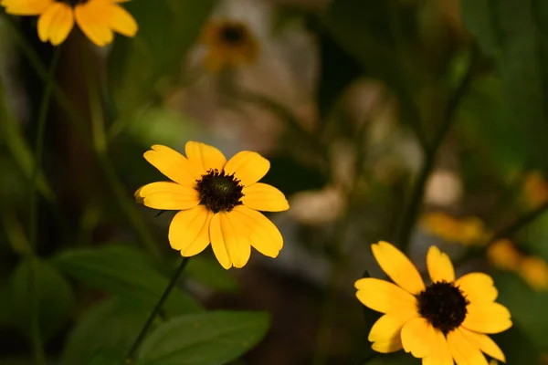 Primer Plano Unas Flores Amarillas Jardín — Foto de Stock
