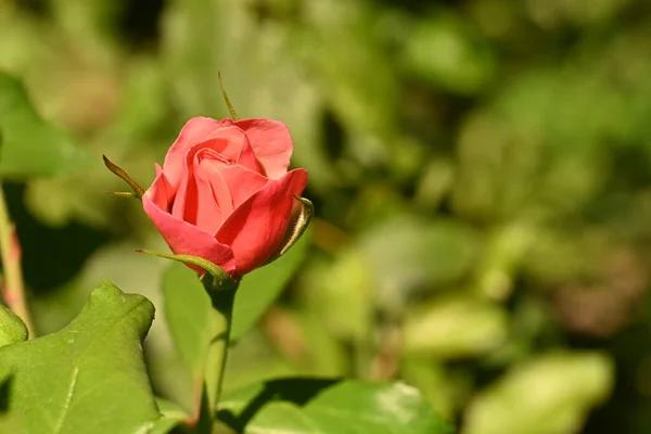 Beautiful Rose Flower Garden — Stock Photo, Image