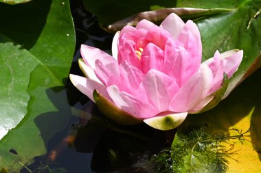 Göletteki nilüfer çiçeğini kapat.