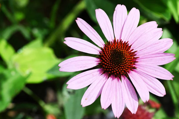 夏の晴れた日に庭で育つ美しいピンクの花 — ストック写真