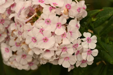 Bahçede büyüyen güzel beyaz ve pembe çiçekler