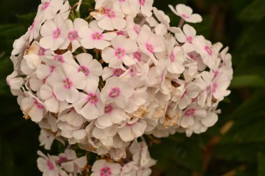 Bahçede büyüyen güzel beyaz ve pembe çiçekler