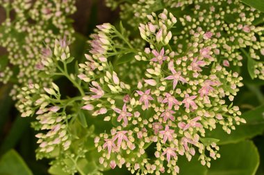 Güneşli yaz gününde bahçede büyüyen küçük güzel pembe çiçekler.