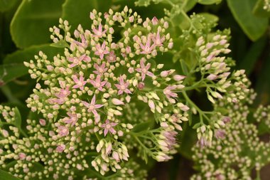 Güneşli yaz gününde bahçede büyüyen küçük güzel pembe çiçekler.