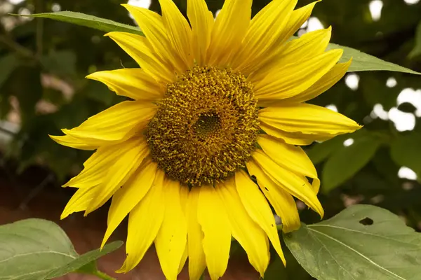 Крупним Планом Вид Красивий Квітучий Соняшник Саду — стокове фото