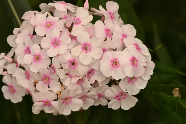 Vackra Vita Och Rosa Blommor Som Växer Trädgården — Stockfoto