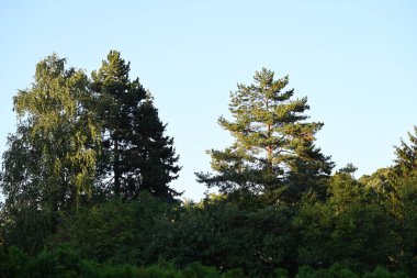 mavi gökyüzü arkaplanlı yeşil ağaç