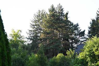 mavi gökyüzü arkaplanlı yeşil ağaç