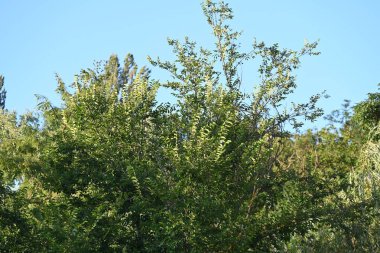 mavi gökyüzü arkaplanlı yeşil ağaç