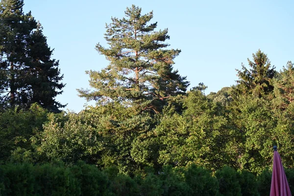 蓝天背景的绿树 — 图库照片