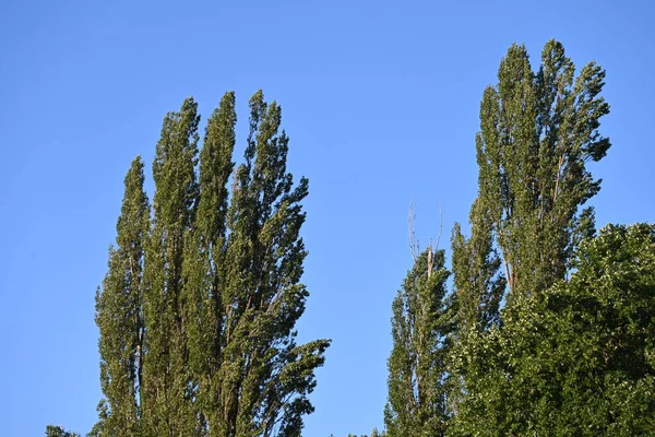 Albero Verde Con Sfondo Cielo Blu — Foto Stock