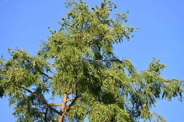 Зеленое Дерево Голубым Небом — стоковое фото